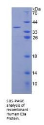 Human Complement Fragment C3a (C3a) Protein
