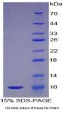 Mouse Complement C5a (C5a) Protein