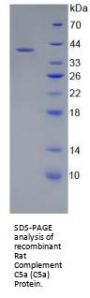 Rat Complement C5a (C5a) Protein