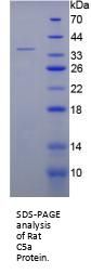 Rat Complement C5a (C5a) Protein