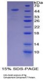 Pig Complement C7 (C7) Protein