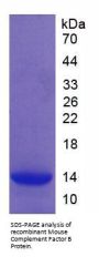 Mouse Complement Factor B (CFB) Protein