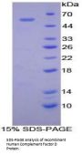 Human Complement Factor D (CFD) Protein