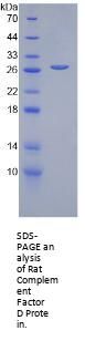 Rat Complement Factor D (CFD) Protein