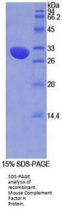 Mouse Complement Factor H (CFH) Protein