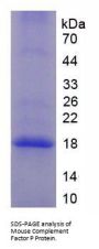 Mouse Complement Factor P (CFP) Protein