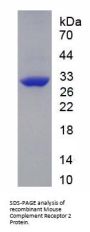 Mouse Complement Receptor 2 / CD21 (CR2) Protein