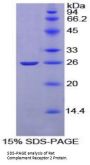 Rat Complement Receptor 2 / CD21 (CR2) Protein