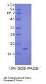 Mouse Complexin 2 (CPLX2) Protein
