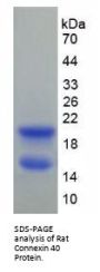 Rat Gap Junction Alpha-5 Protein / CX40 (GJA5) Protein