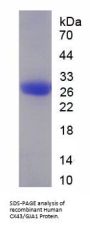 Human Gap Junction Alpha-1 Protein / CX43 (GJA1) Protein