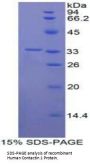 Human Contactin 1 (CNTN1) Protein