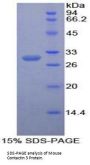 Mouse Contactin 3 (CNTN3) Protein