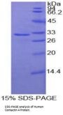 Human Contactin 4 (CNTN4) Protein