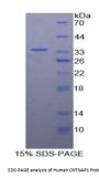 Human Contactin Associated Protein 1 (CNTNAP1) Protein