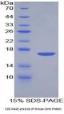 Mouse Atrial Natriuretic Peptide-Converting Enzyme (CORIN) Protein