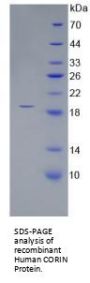 Human Atrial Natriuretic Peptide-Converting Enzyme (CORIN) Protein