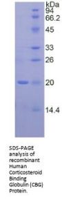 Human Corticosteroid Binding Globulin (SERPINA6) Protein