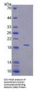 Human Corticosteroid Binding Globulin (SERPINA6) Protein