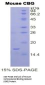 Mouse Corticosteroid Binding Globulin (SERPINA6) Protein