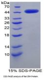 Rat Corticotropin Releasing Hormone (CRH) Protein