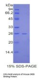 Mouse CREB Binding Protein (CREBBP) Protein