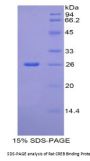 Rat CREB Binding Protein (CREBBP) Protein
