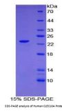 Human C-Type Lectin Domain Family 10 Member A / CD301 (CLEC10A) Protein