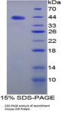 Mouse C-Type Natriuretic Peptide (NPPC) Protein