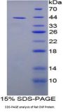 Rat C-Type Natriuretic Peptide (NPPC) Protein