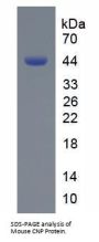 Mouse C-Type Natriuretic Peptide (NPPC) Protein