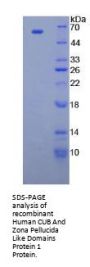 Human CUB And Zona Pellucida Like Domains Protein 1 (CUZD1) Protein