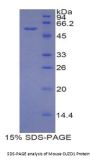 Mouse CUB And Zona Pellucida Like Domains Protein 1 (CUZD1) Protein