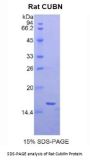 Rat Cubilin (CUBN) Protein