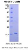 Mouse Cubilin (CUBN) Protein
