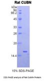 Rat Cubilin (CUBN) Protein