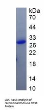 Mouse Cyclic ADP Ribose Hydrolase (CD38) Protein