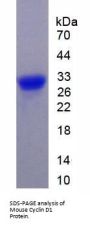 Mouse Cyclin D1 (CCND1) Protein