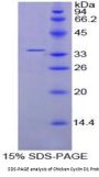 Chicken Cyclin D1 (CCND1) Protein