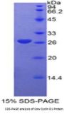 Cow Cyclin D1 (CCND1) Protein
