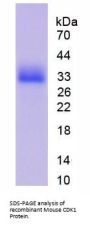 Mouse Cyclin Dependent Kinase 1 (CDK1) Protein
