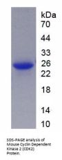 Mouse Cyclin Dependent Kinase 2 (CDK2) Protein