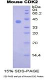Mouse Cyclin Dependent Kinase 2 (CDK2) Protein