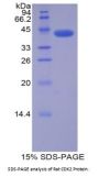 Rat Cyclin Dependent Kinase 2 (CDK2) Protein