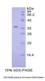 Human Cyclin Dependent Kinase 4 (CDK4) Protein