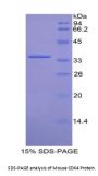 Mouse Cyclin Dependent Kinase 4 (CDK4) Protein