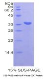 Mouse Cyclin Dependent Kinase 7 (CDK7) Protein