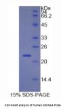 Human Cyclin Dependent Kinase Inhibitor 1A (CDKN1A) Protein