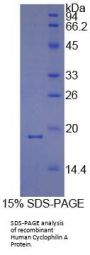 Human Peptidylprolyl Isomerase A / CYPA (PPIA) Protein