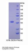Mouse Peptidylprolyl Isomerase A / CYPA (PPIA) Protein